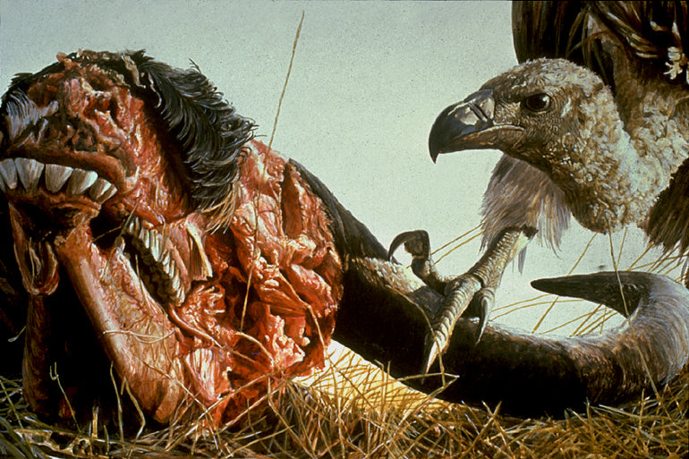 Vulture and Wildebeest