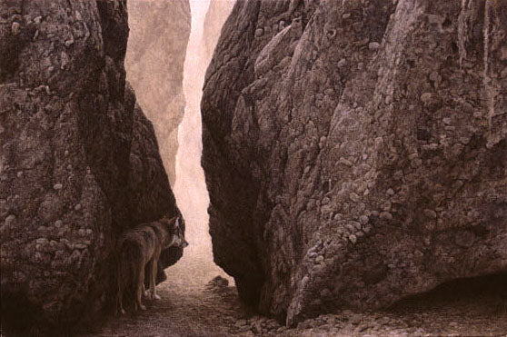Wadi Arava – Wolf