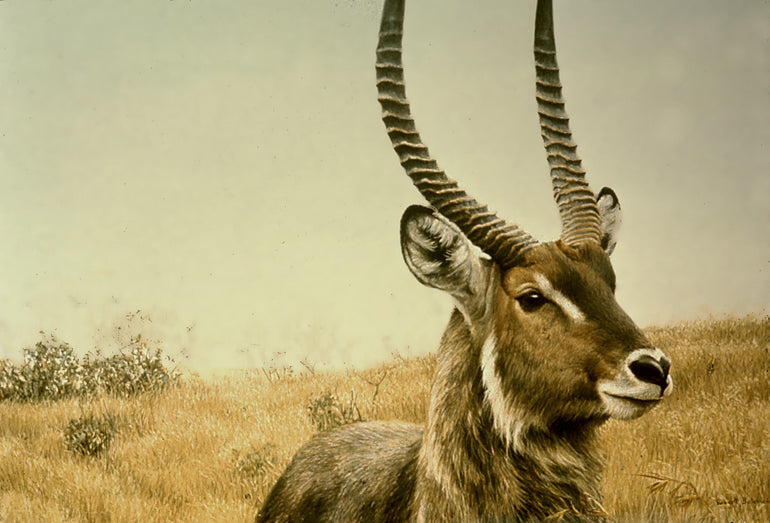 Waterbuck & Sacred Ibis Flying