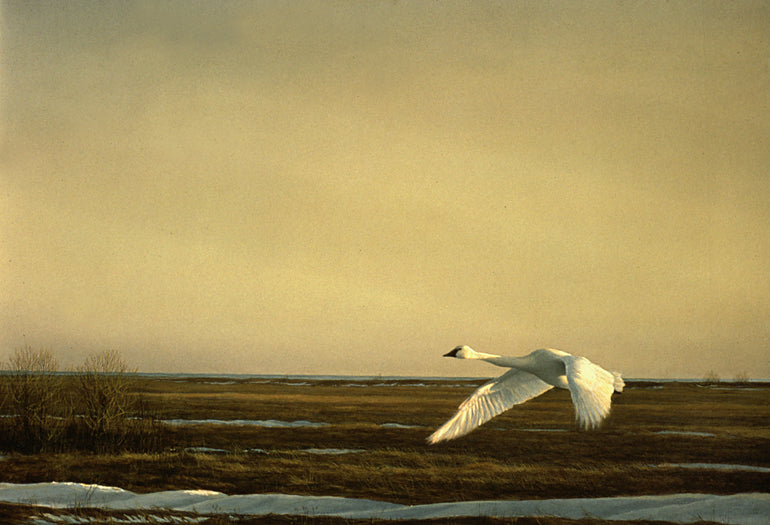 Whistling Swan - Lake Erie
