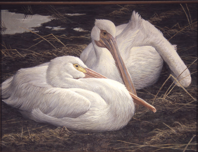 White Pelican Pair