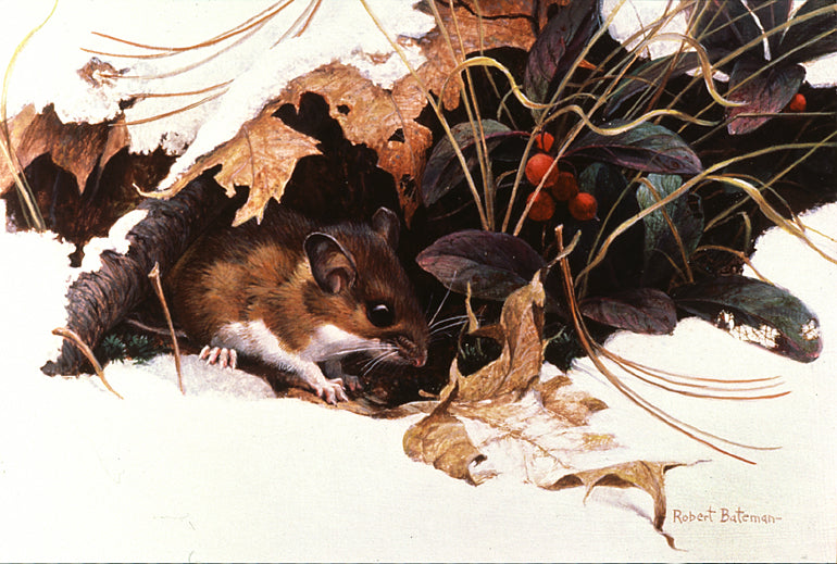 White-footed Mouse in Wintergreen