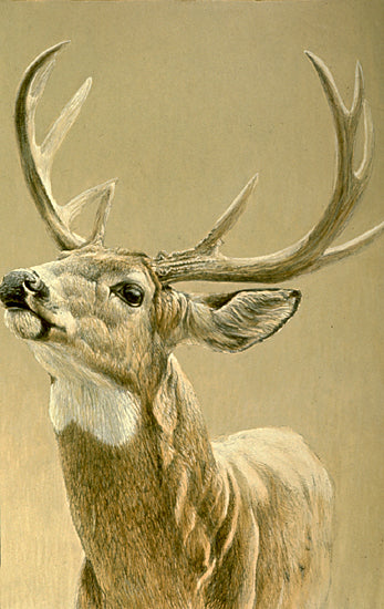 White-tailed Deer Study
