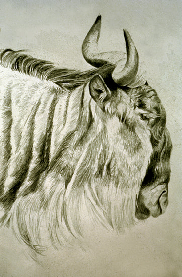 Wildebeest Head Drawing