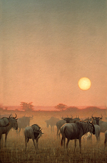 Wildebeest at Sunset