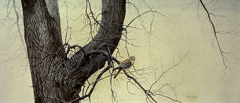 Winter Elm - American Kestrel