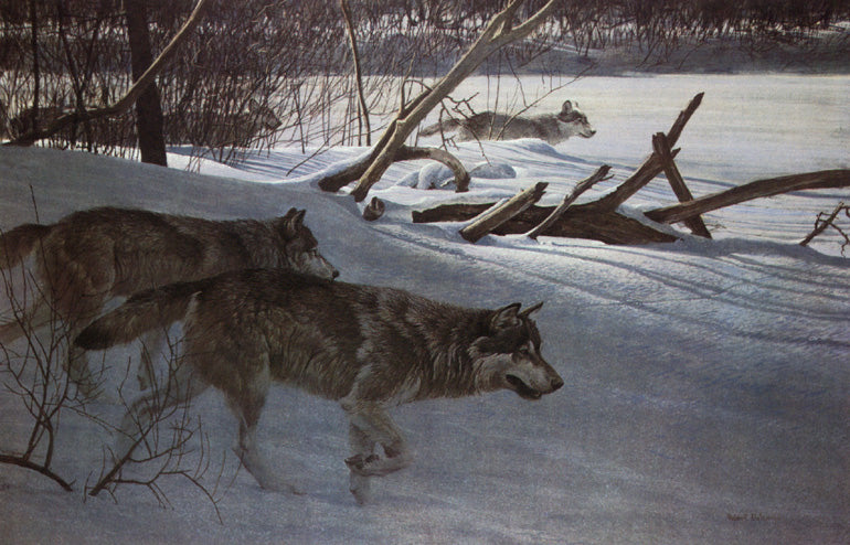 Wolf Pack in Moonlight