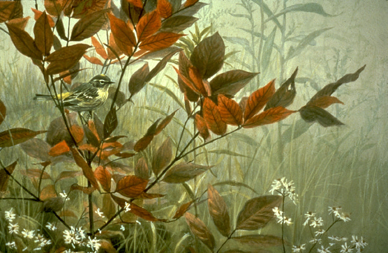 Yellow-rumped Warbler and Sumac