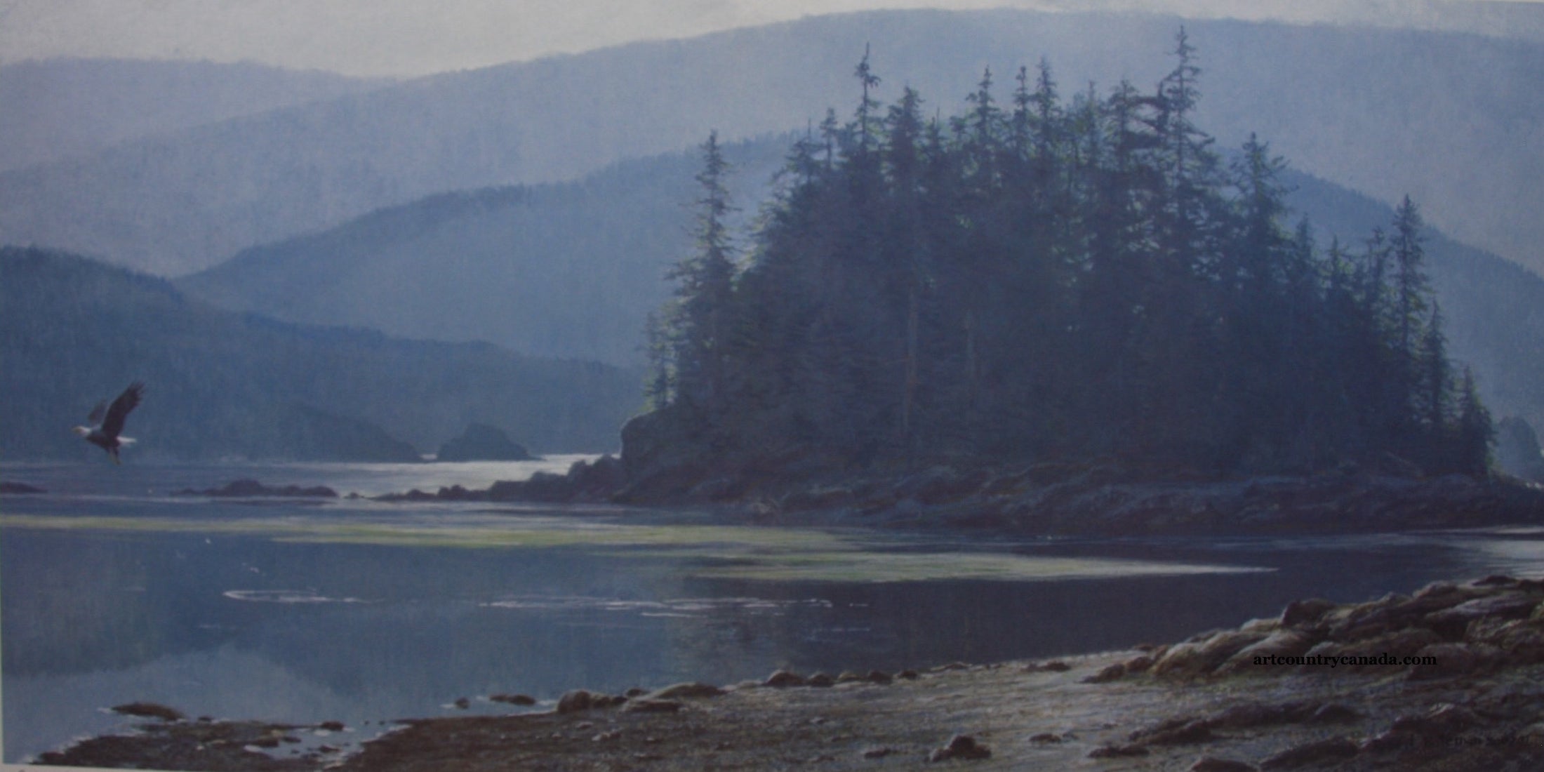 Along the Coast - Bald Eagle
