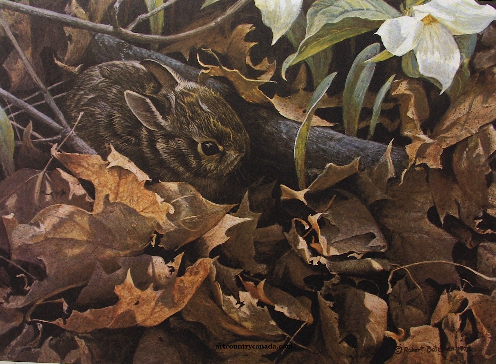 Among the Leaves - Cottontail Rabbit