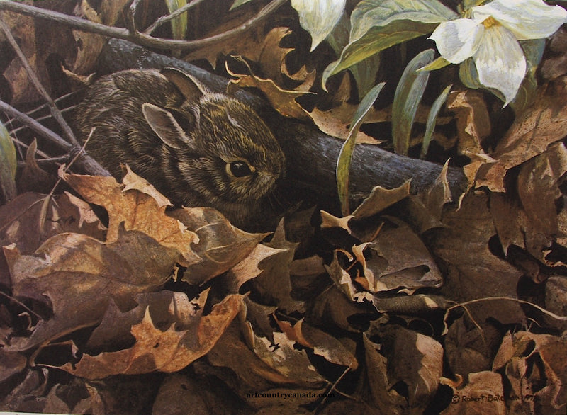 Among the Leaves - Cottontail Rabbit