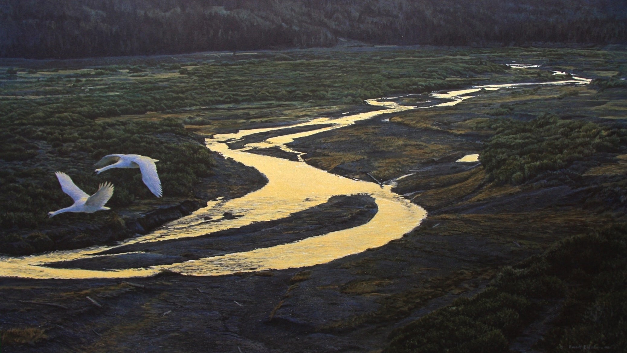 Above the River - Trumpeter Swans