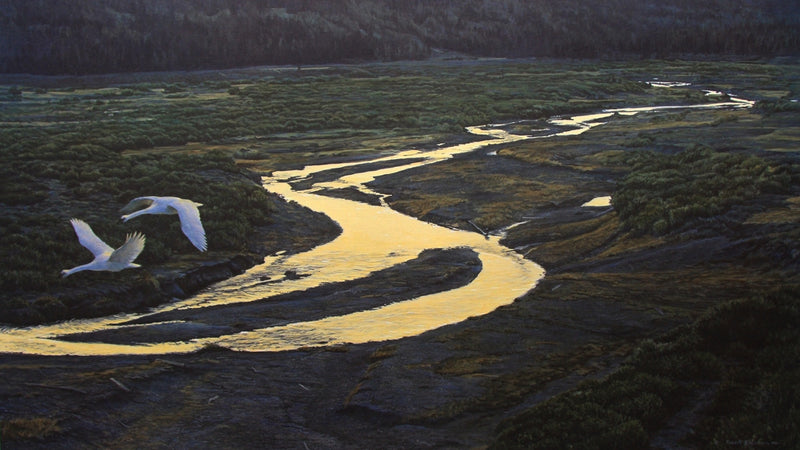 Above the River - Trumpeter Swans