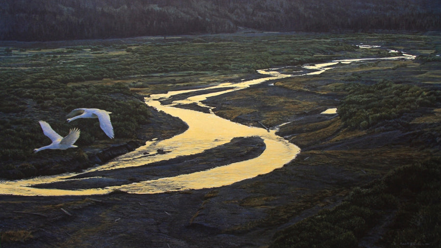 Above the River - Trumpeter Swans