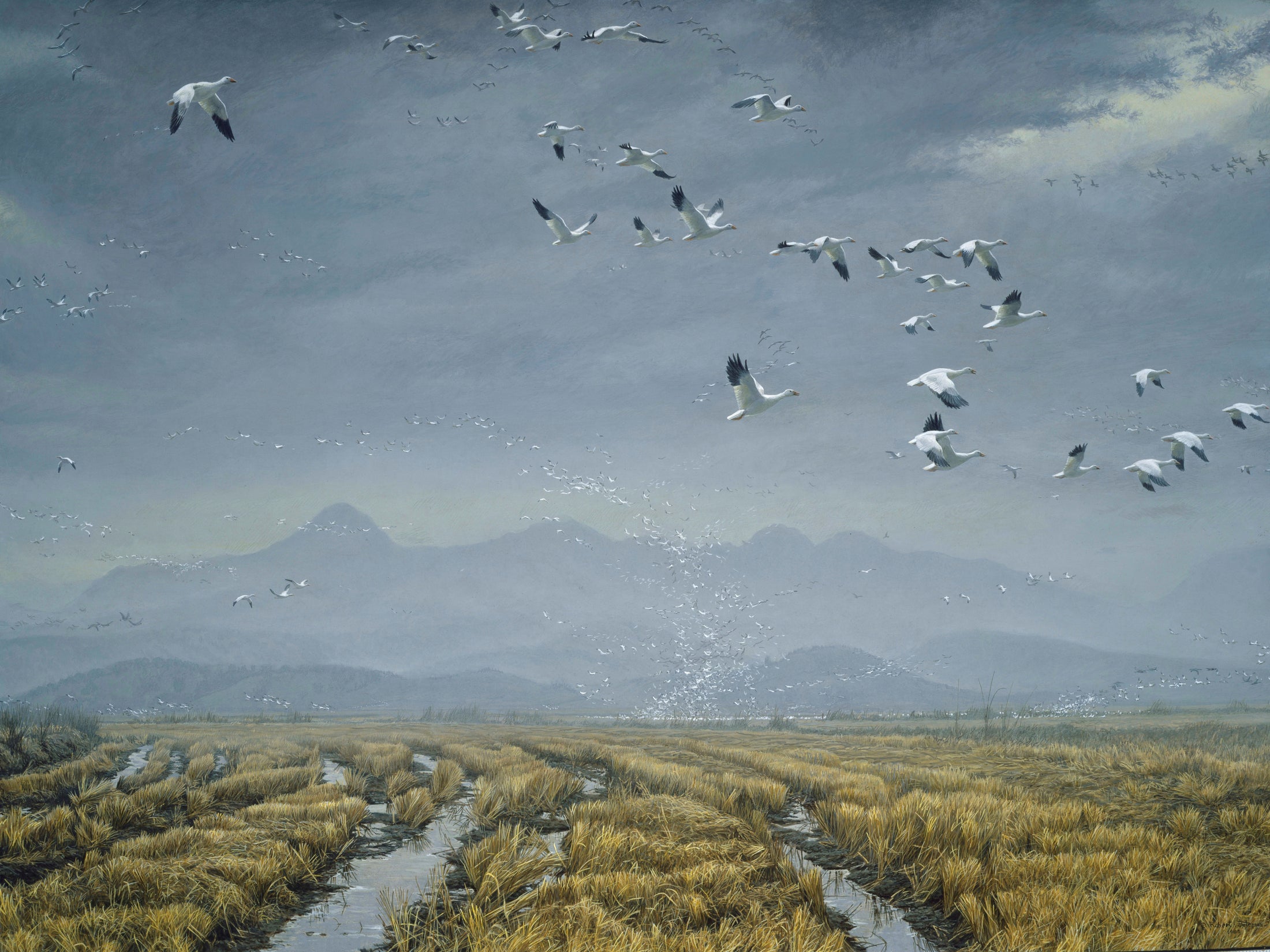 Across the Sky -  Snow Geese
