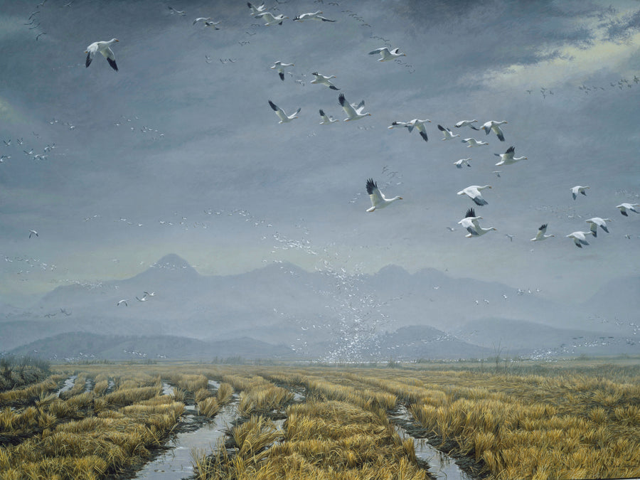 Across the Sky -  Snow Geese