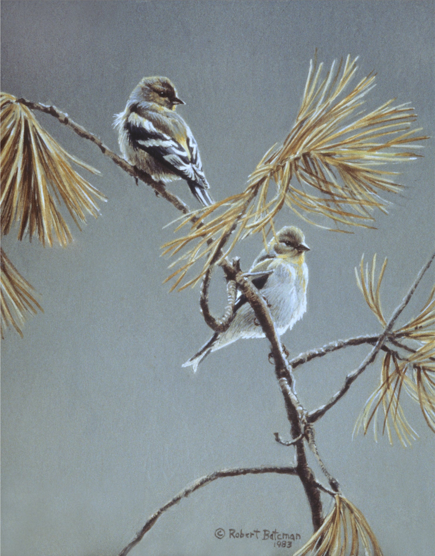 American Goldfinch - Winter Dress