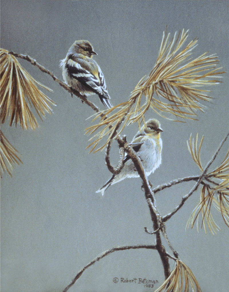 American Goldfinch - Winter Dress