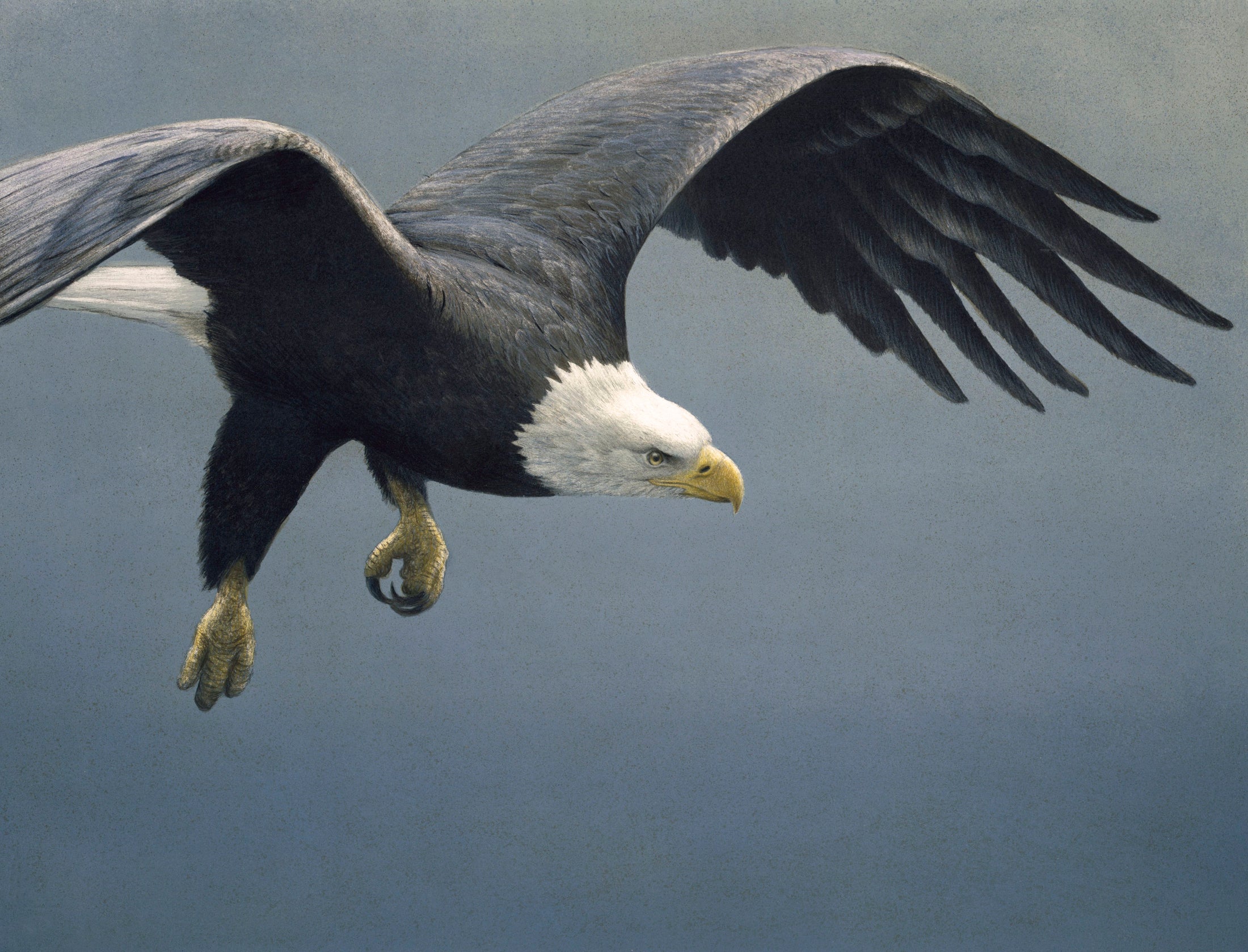 Approach - Bald Eagle