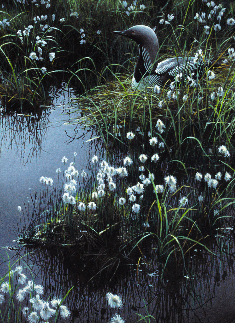 Arctic Loon and Cotton Grass