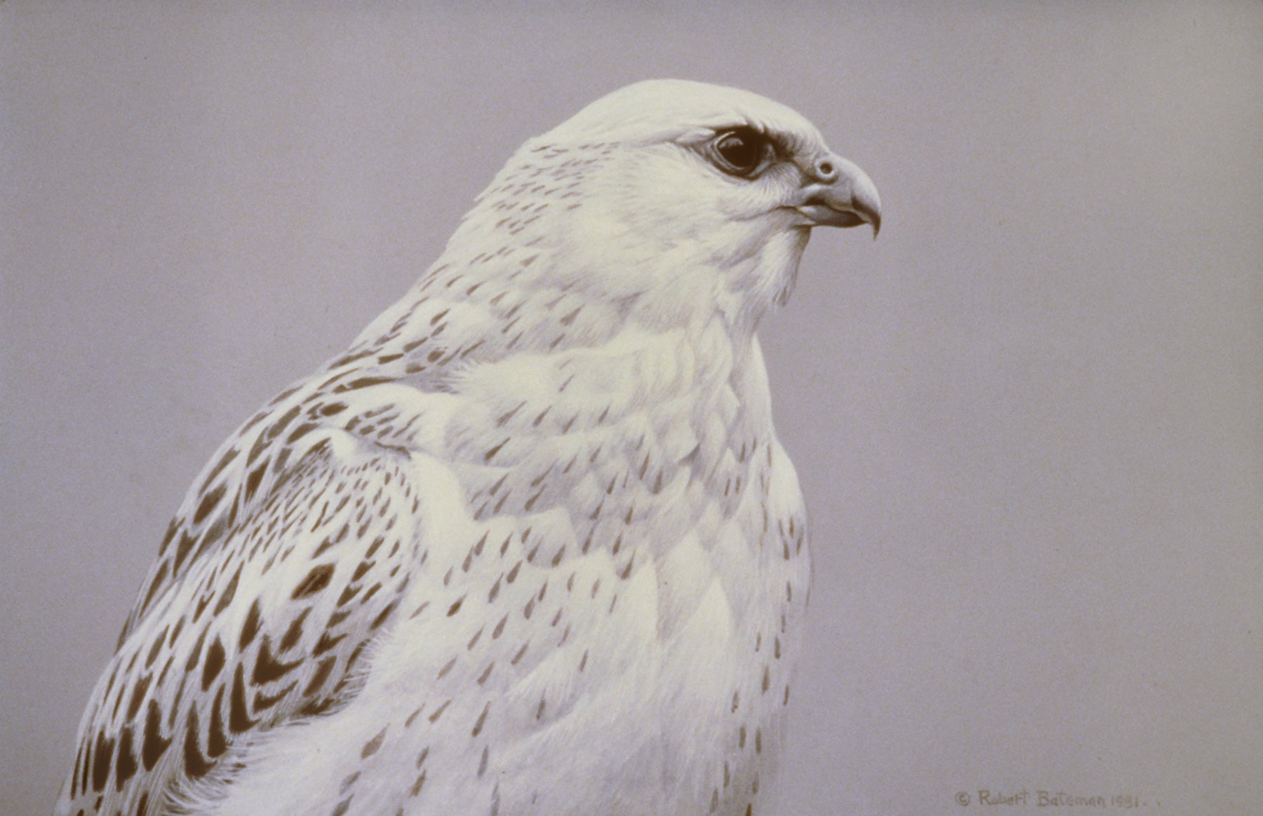 Arctic Portrait - White Gyrfalcon