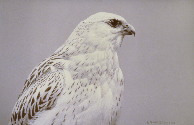Arctic Portrait - White Gyrfalcon