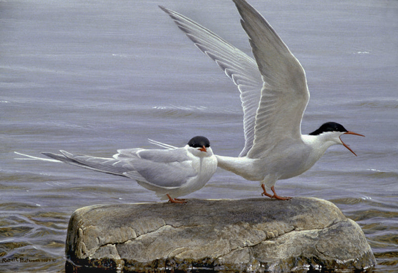 Arctic Tern Pair