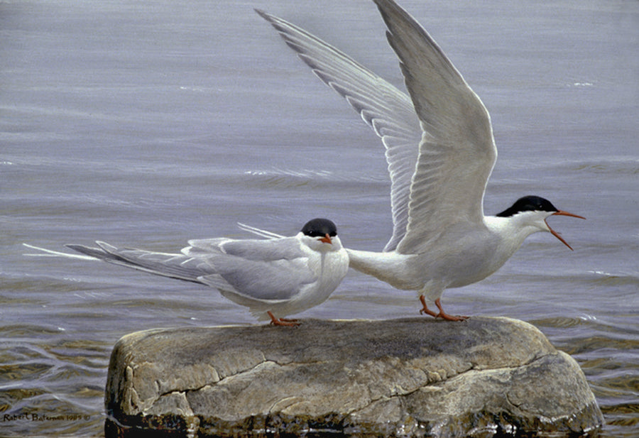 Arctic Tern Pair