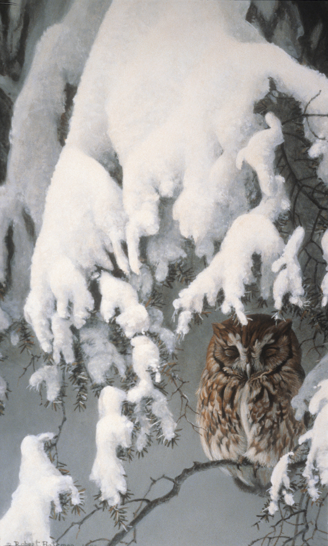 Asleep in the Hemlock - Screech Owl