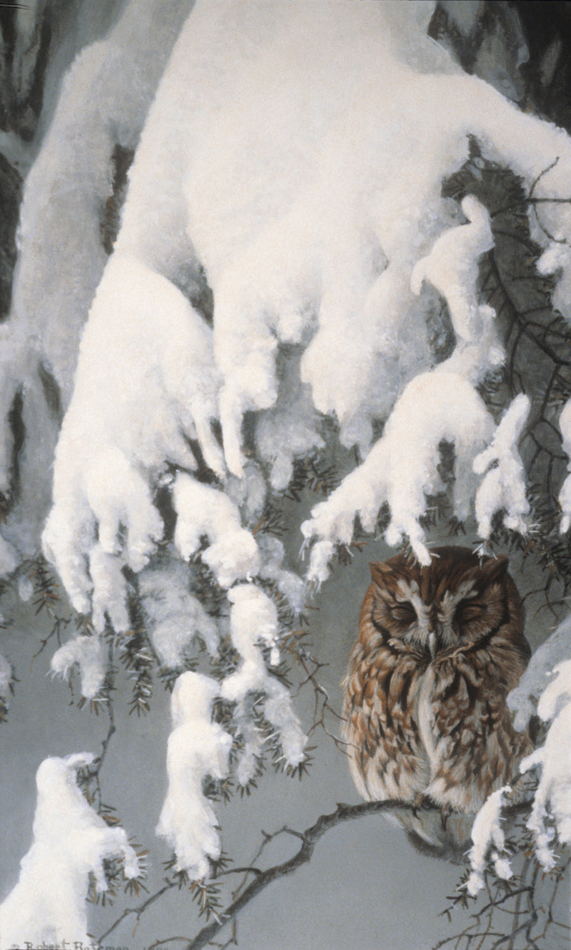 Asleep in the Hemlock - Screech Owl