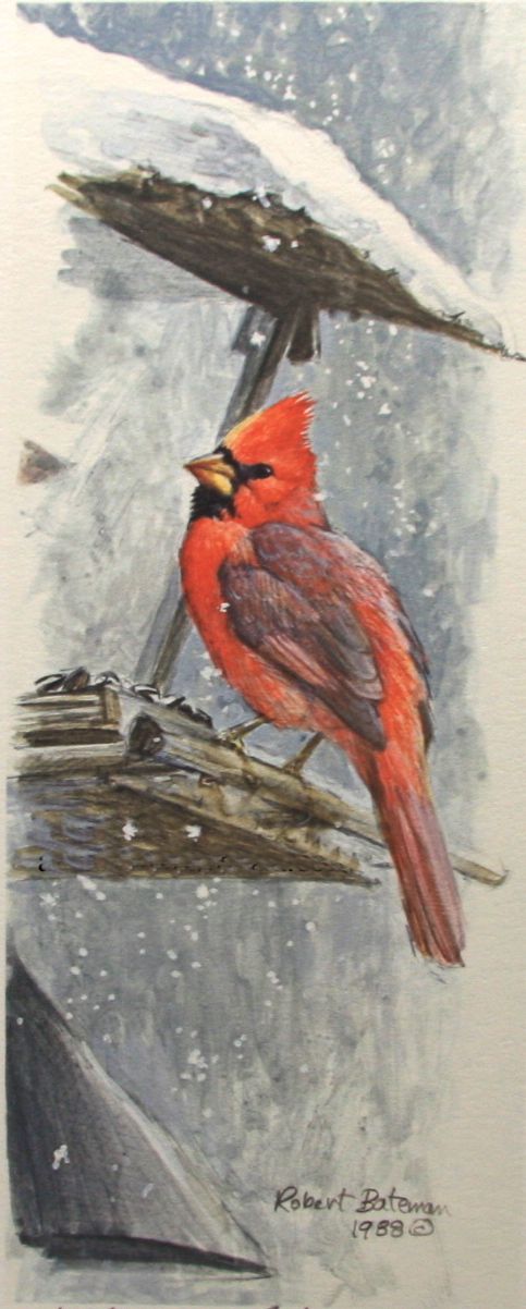 At the Feeder Cardinal