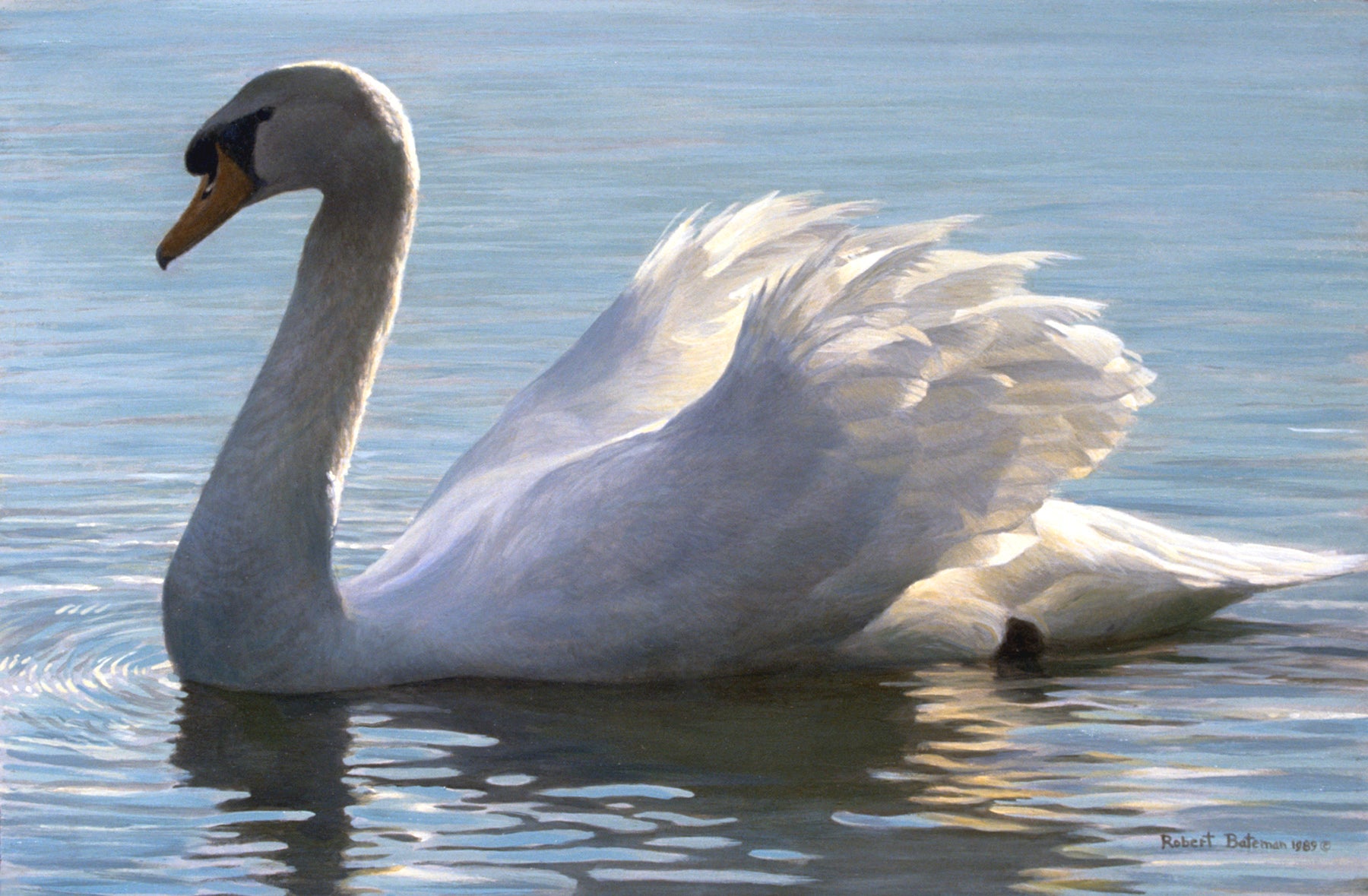 Backlight - Mute Swan