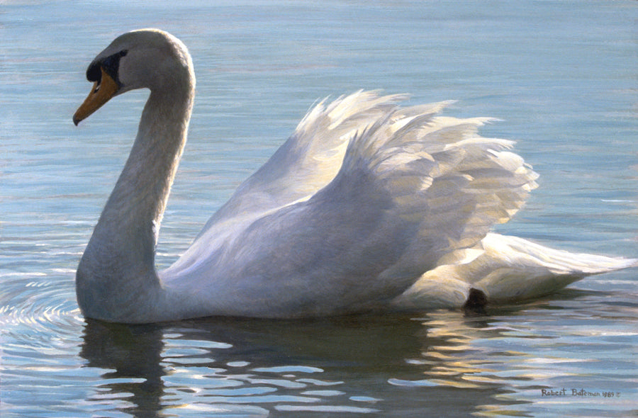 Backlight - Mute Swan