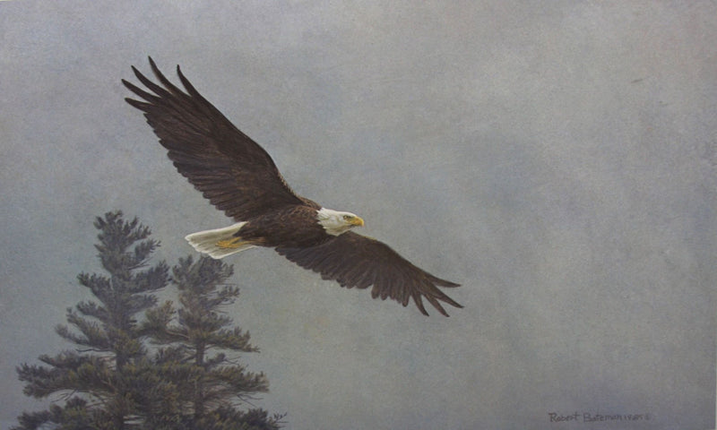 Bald Eagle Flying