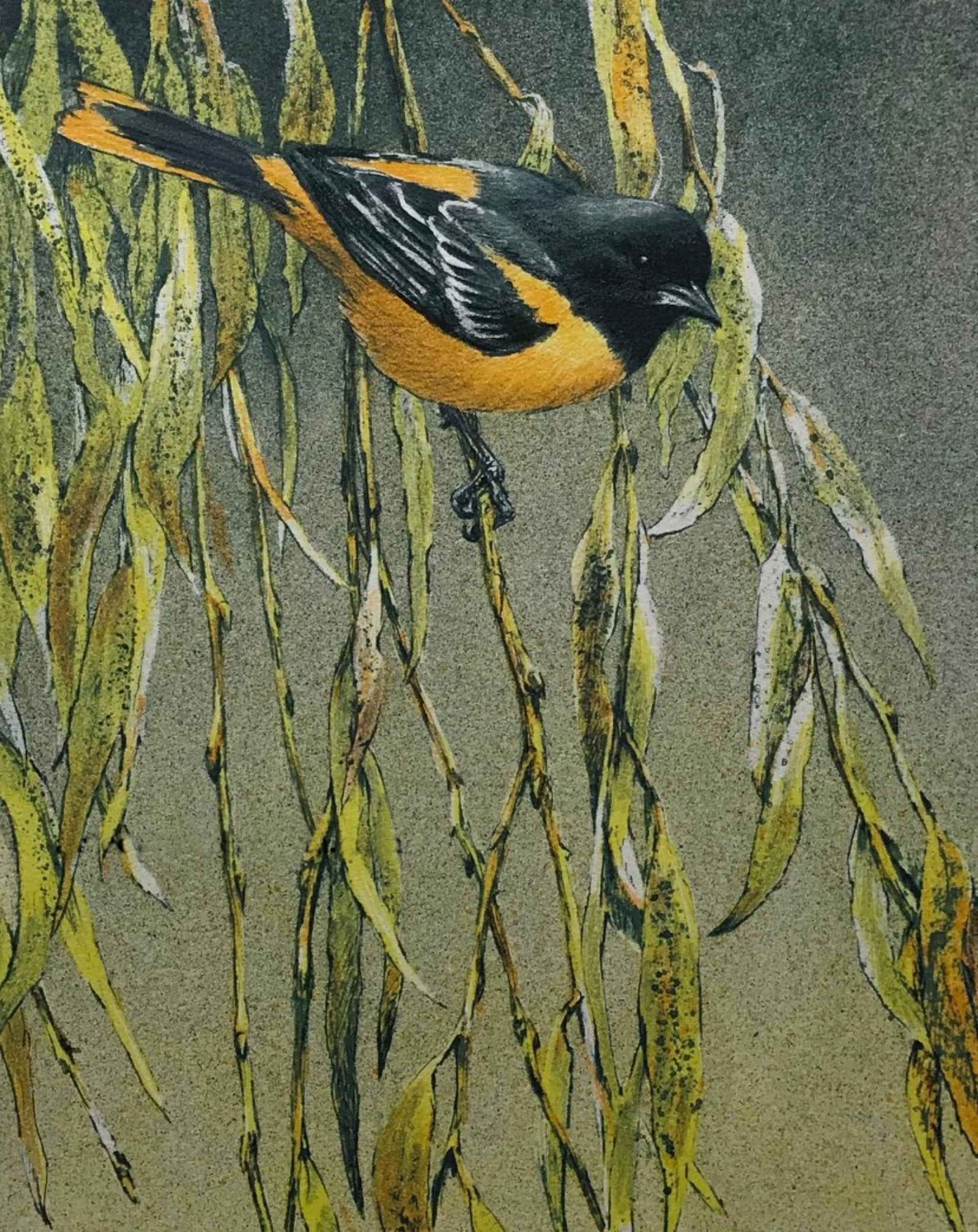 Baltimore Oriole and Weeping Willow