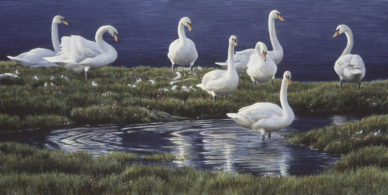 Bank of Swans