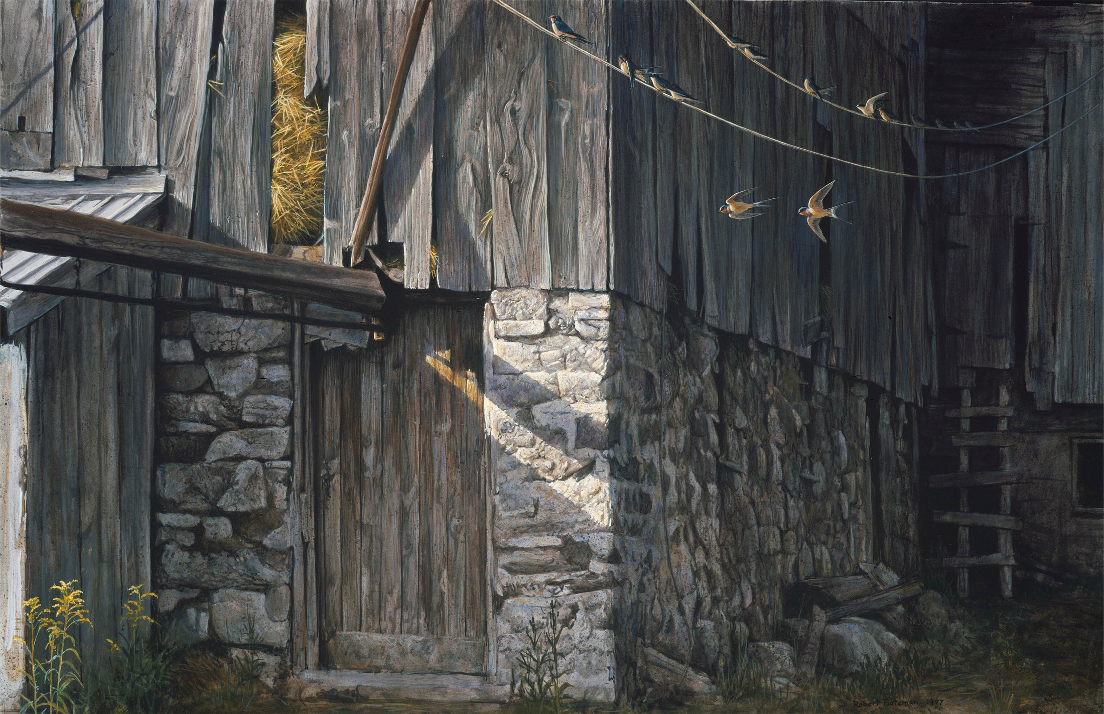 Barn Swallows in August