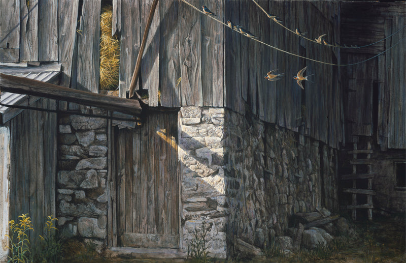 Barn Swallows in August