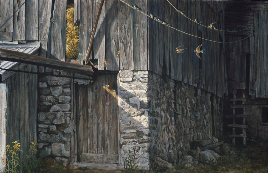 Barn Swallows in August