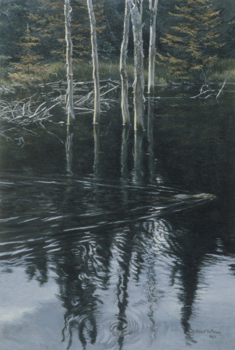 Beaver Pond Reflections