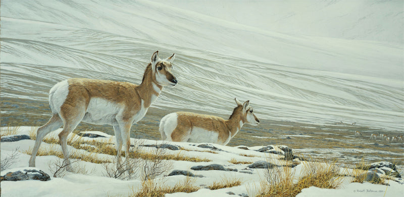 Big Country - Pronghorn Antelope