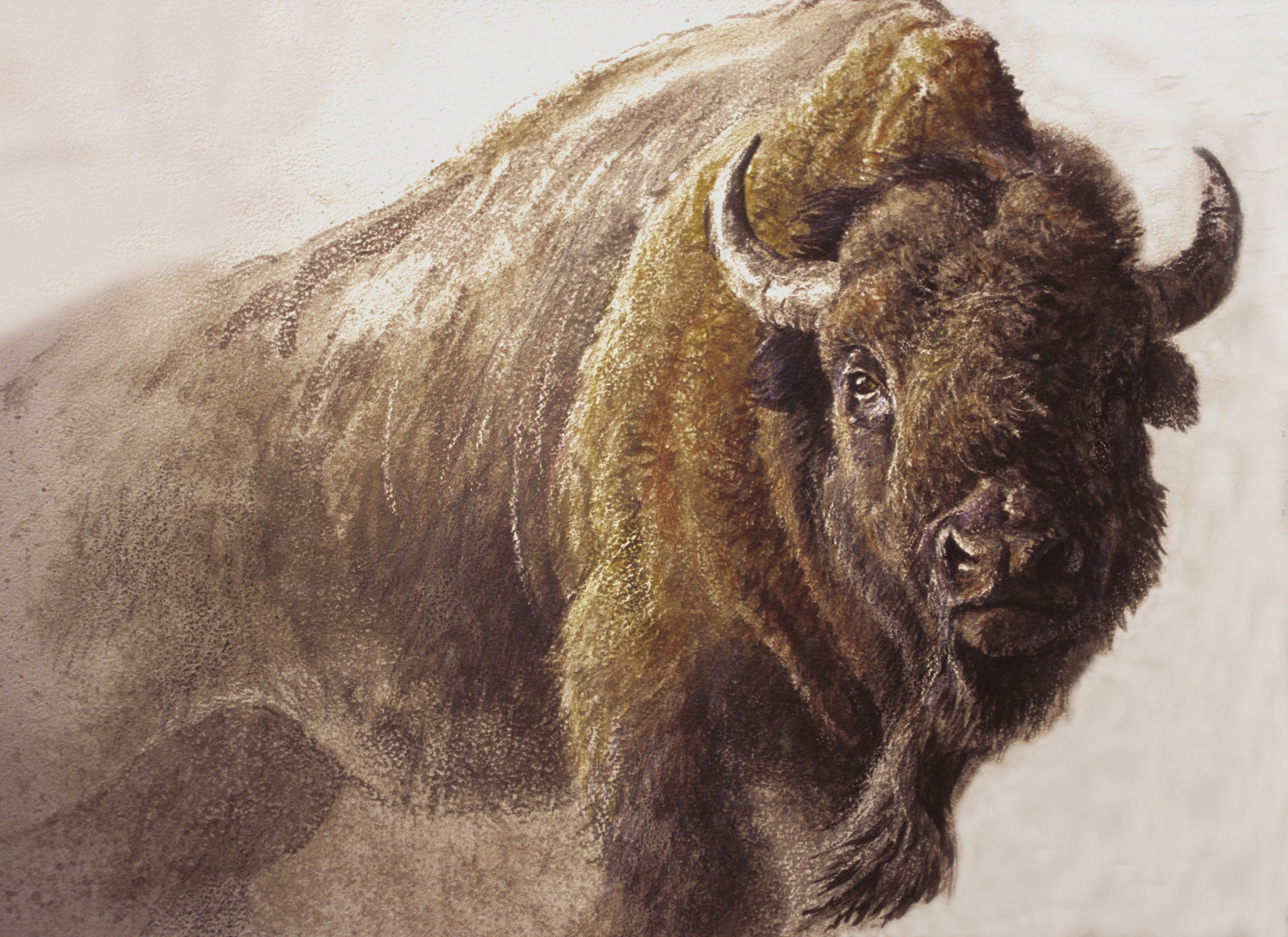 Bison Study