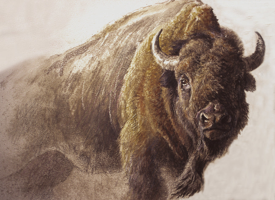 Bison Study