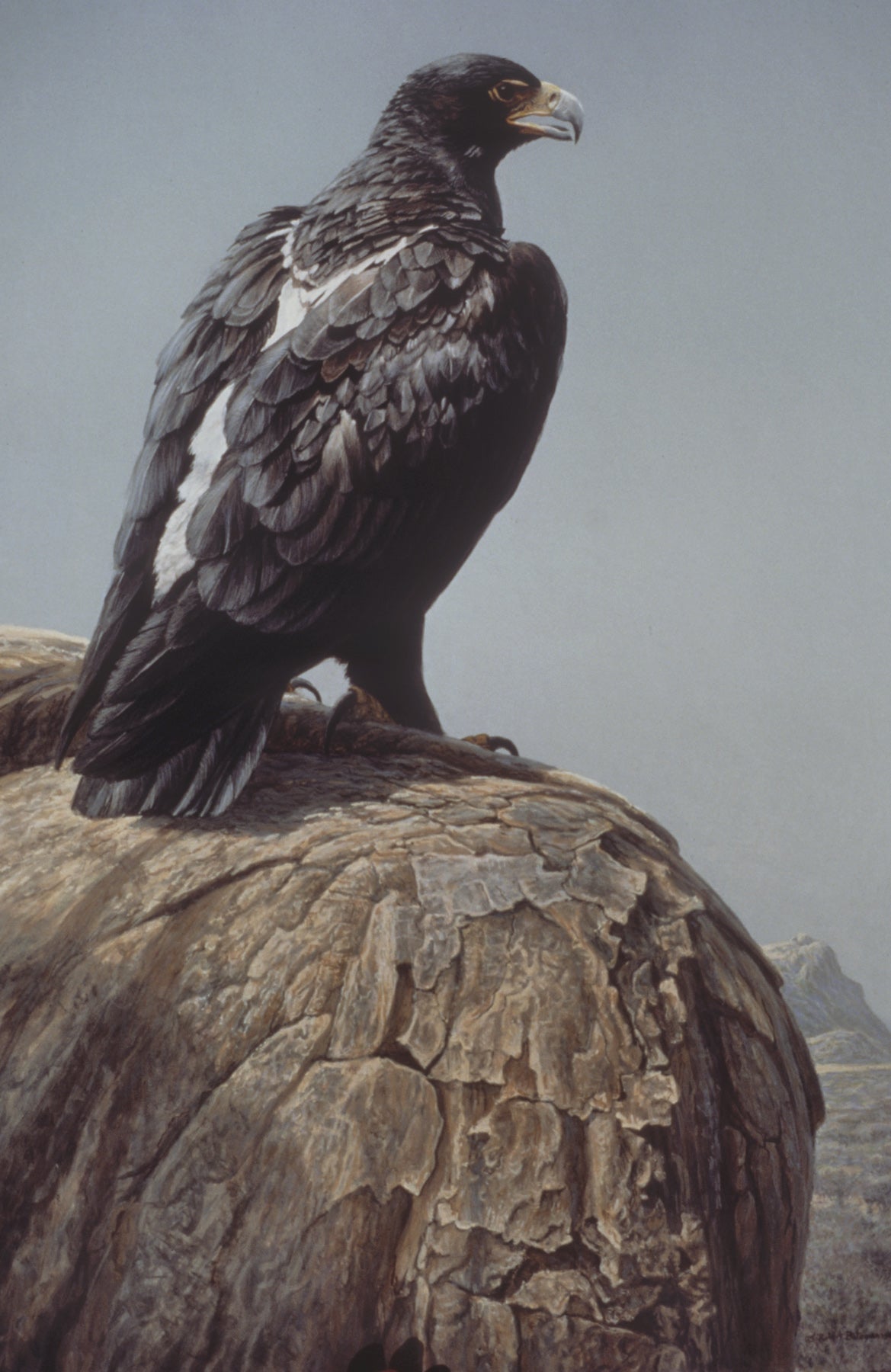 African Black Eagle