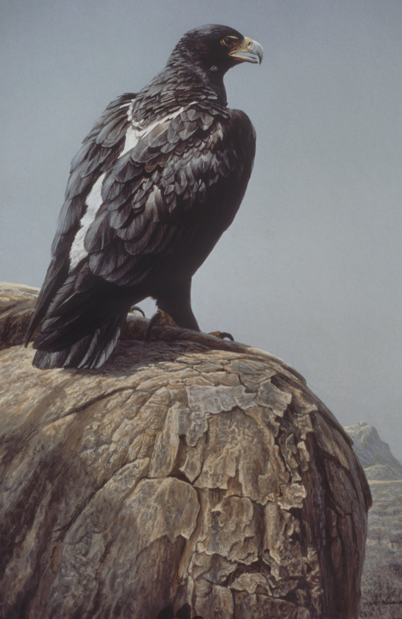 African Black Eagle
