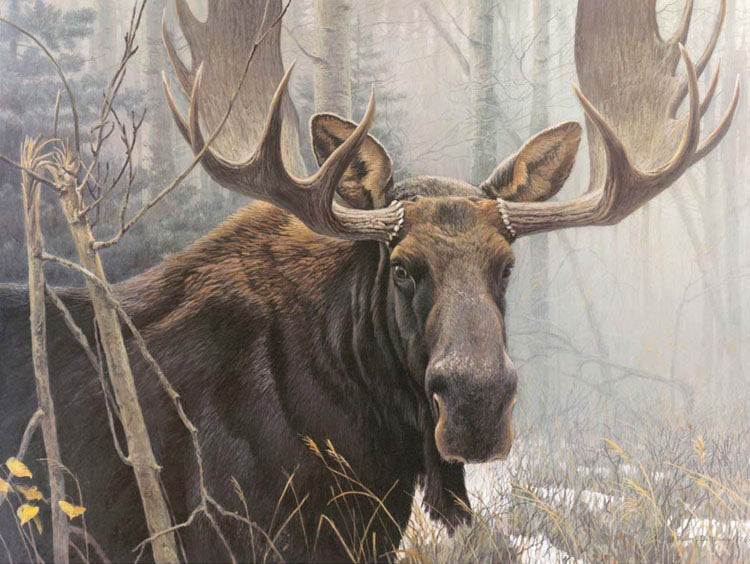 Moose