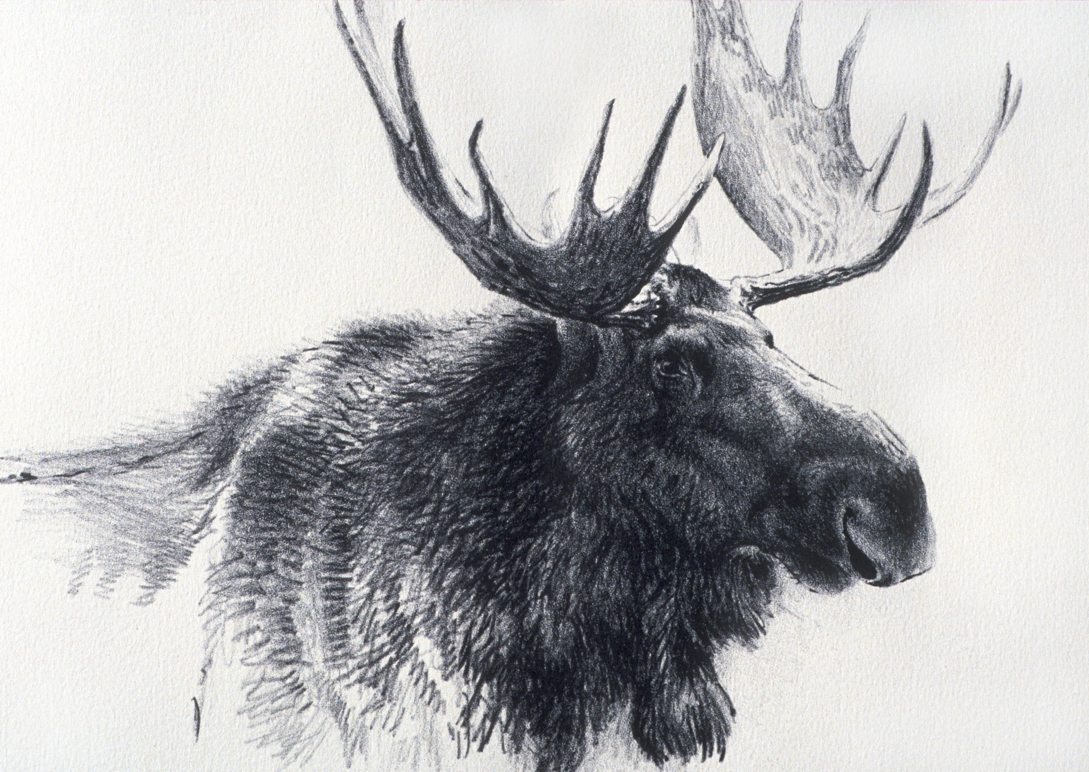 Bull Moose