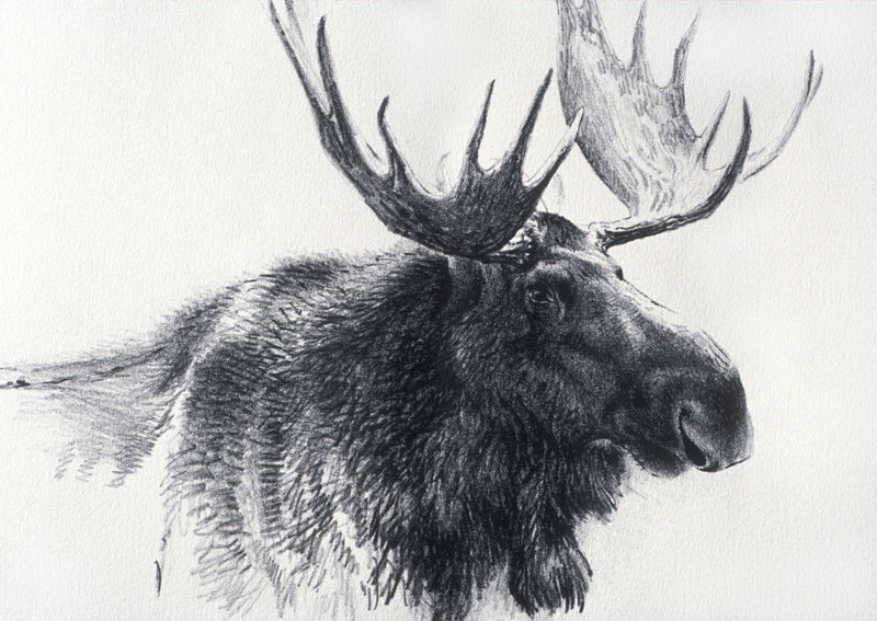 Bull Moose