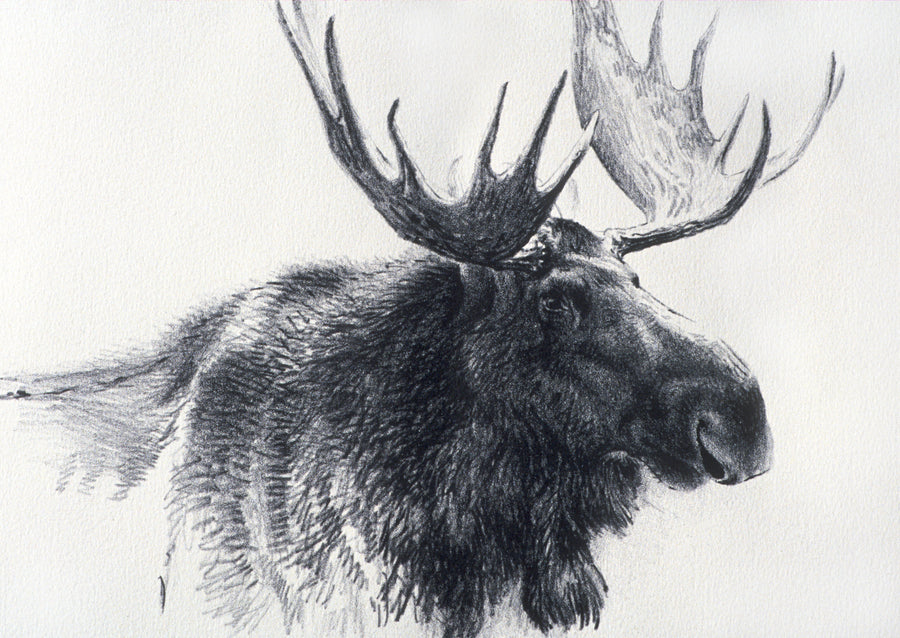 Bull Moose