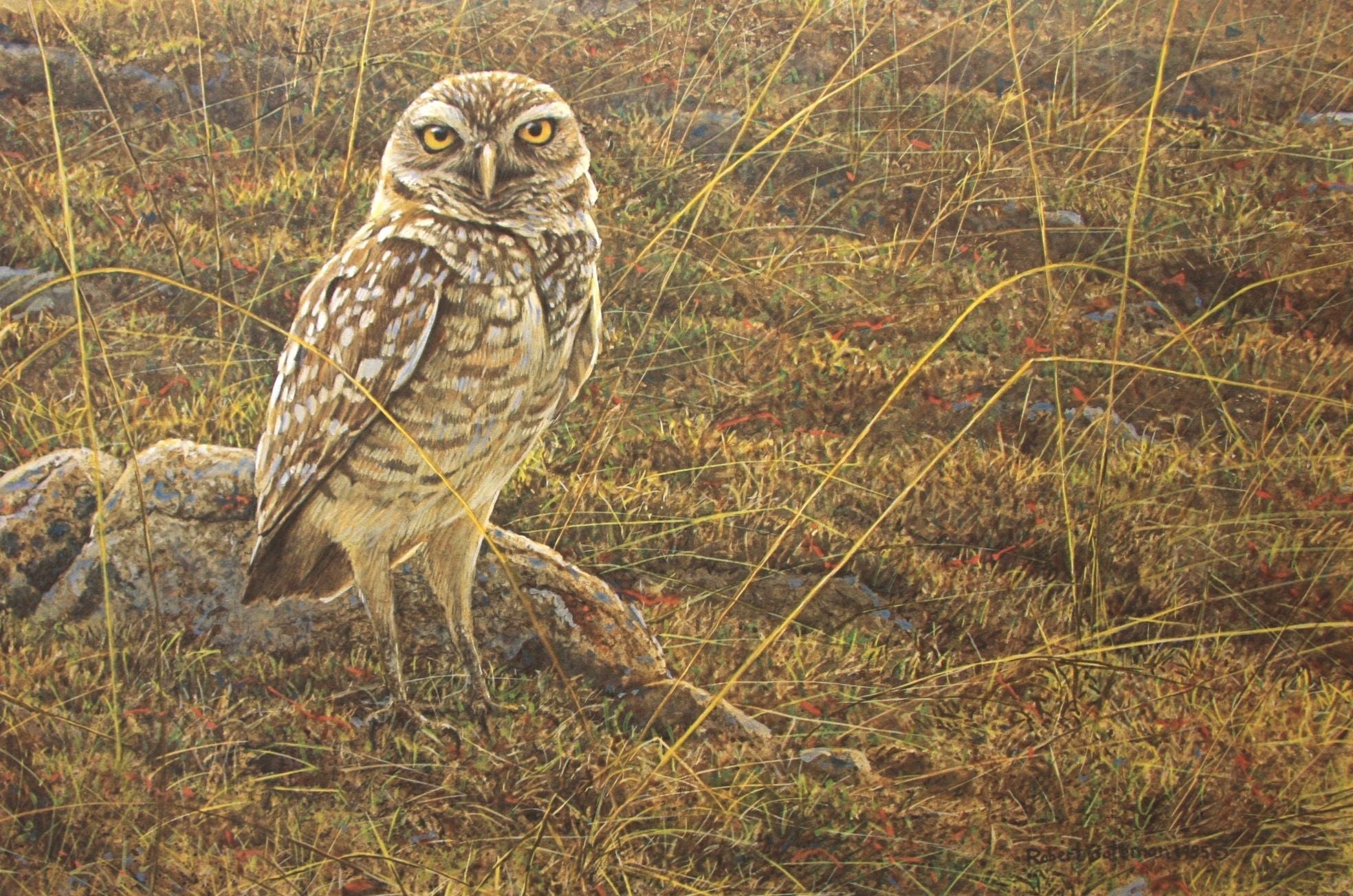 Burrowing Owl